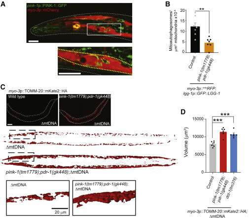 Brain research uncovers "perfect storm" linked to neurodegenerative disease