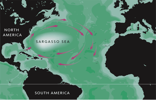 Map showing the location of the Sargasso Sea. Image:
MediaWiki Commons