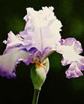 Lavender & White Iris - Posted on Monday, March 16, 2015 by Jacqueline Gnott