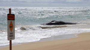Native Hawaiian group upset over NOAA handling of dead sperm whale on Kauai