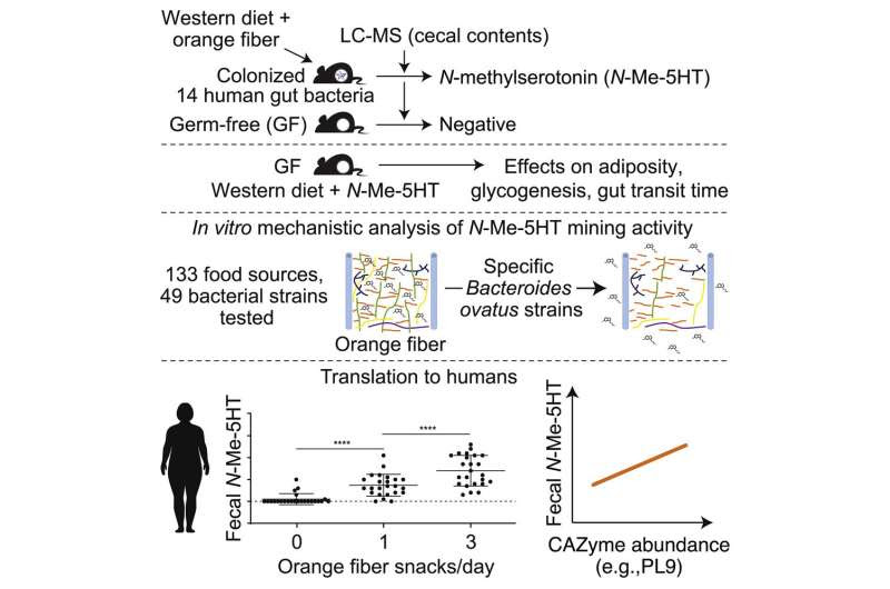 Gut bacteria mine dietary fiber to release beneficial nutrients