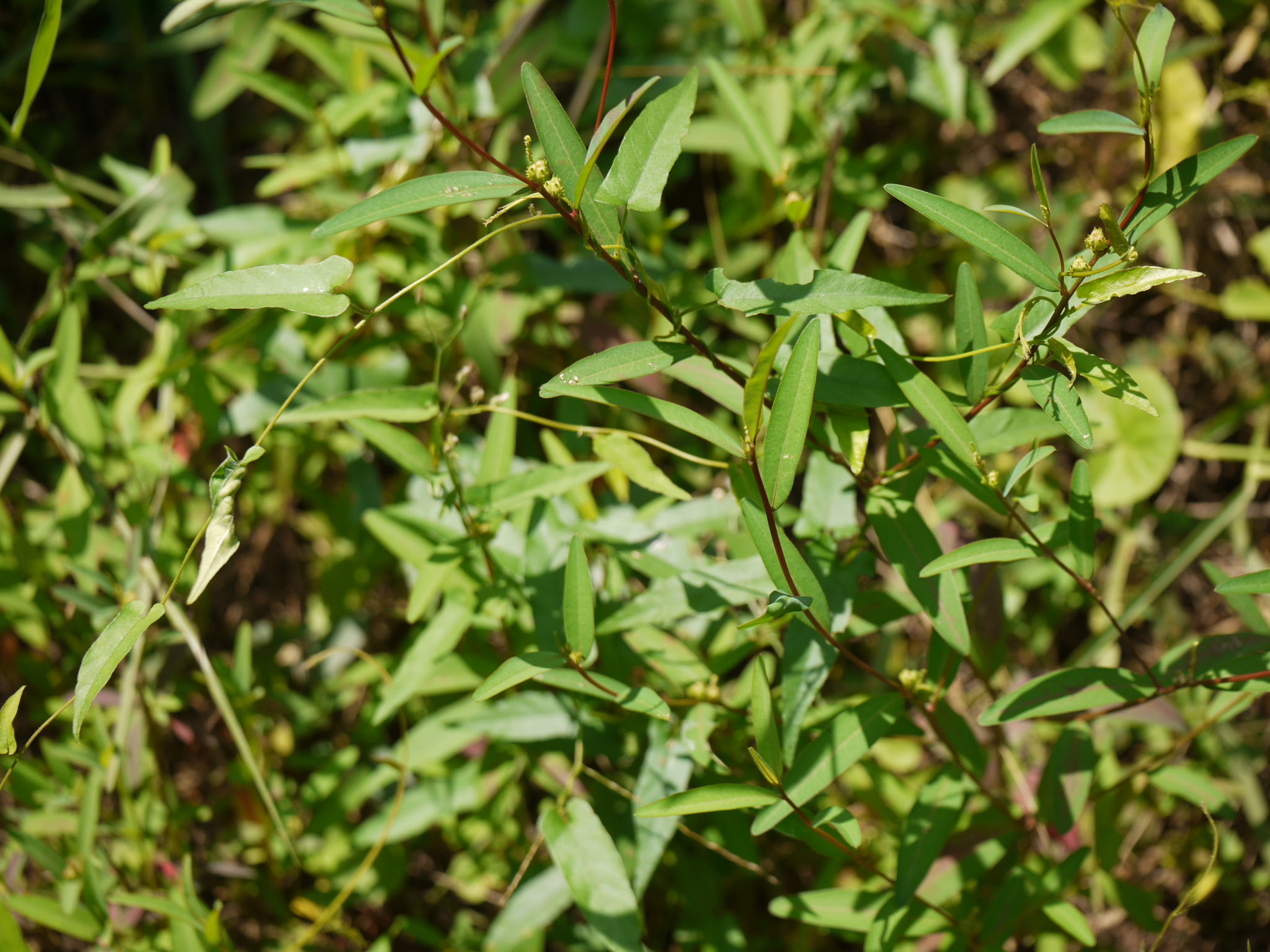 Microstachys chamaelea (L.) Müll.Arg.