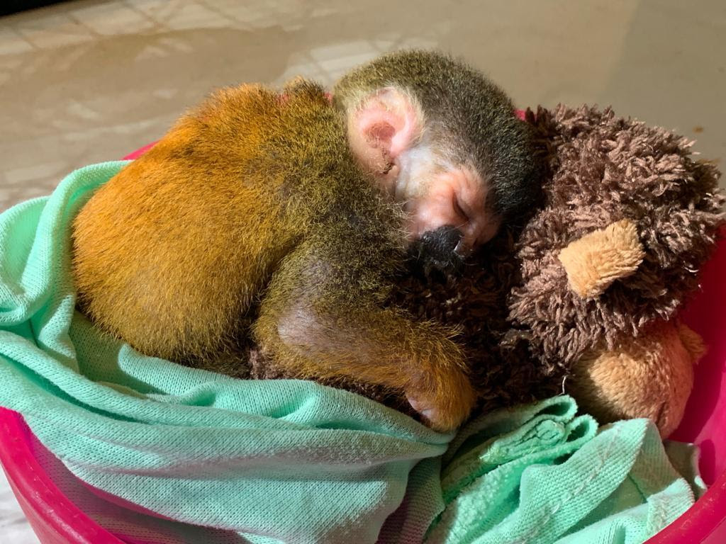 Baby squirrel monkey asleep on stuffed animal