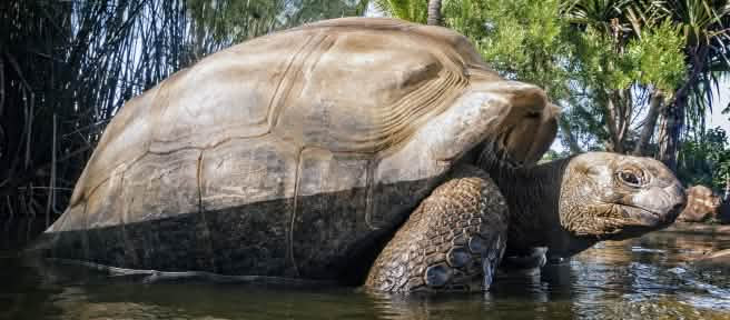 Tortuga gigante de las Seychelles (Aldabrachelys gigantea)