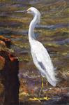 Snowy Egret - Posted on Tuesday, March 3, 2015 by Pamela Hamilton