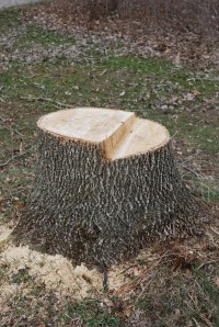 RIP: Another tree gone.