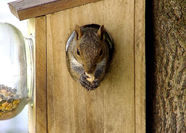 Afbeeldingsresultaat voor afbeelding eekhoorn in nestkast