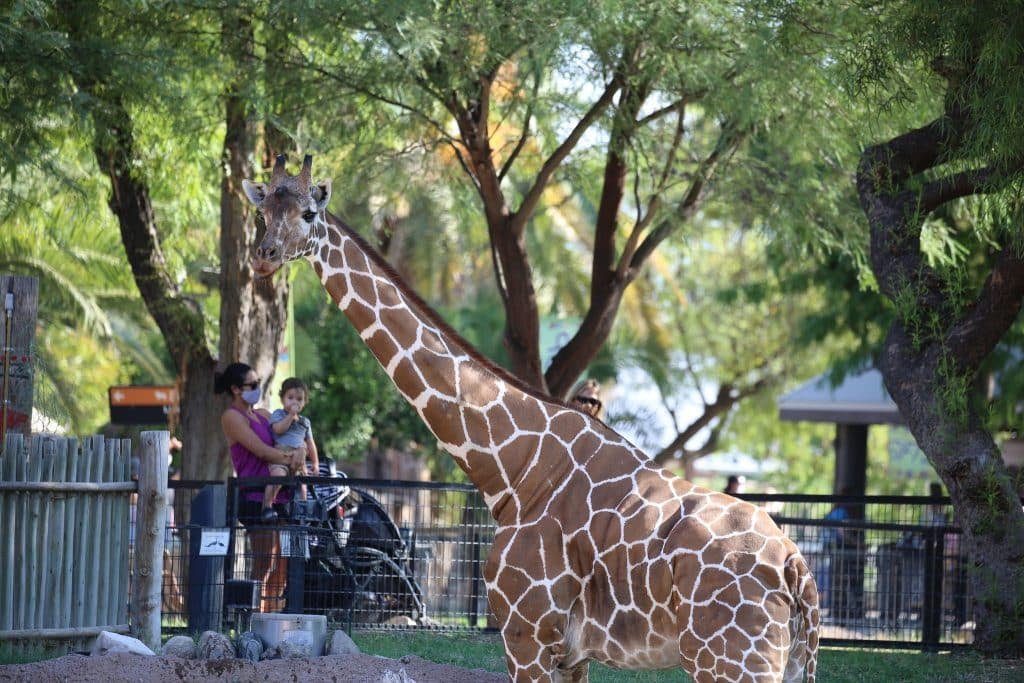 Web give back and get a discount! Reid Park Zoo’s Attendance in 2020 Strong Despite Extensive Closure