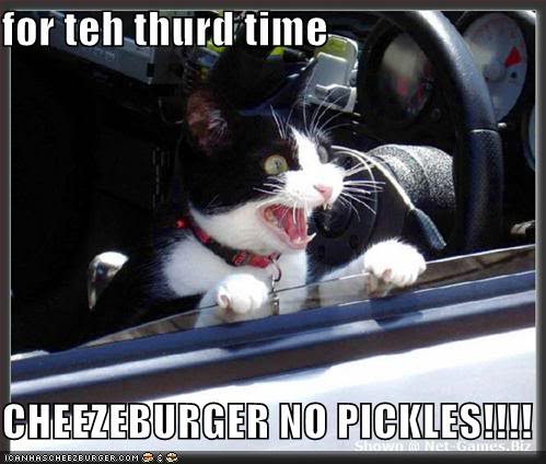 Cat-Cheeseburger-no-pickles