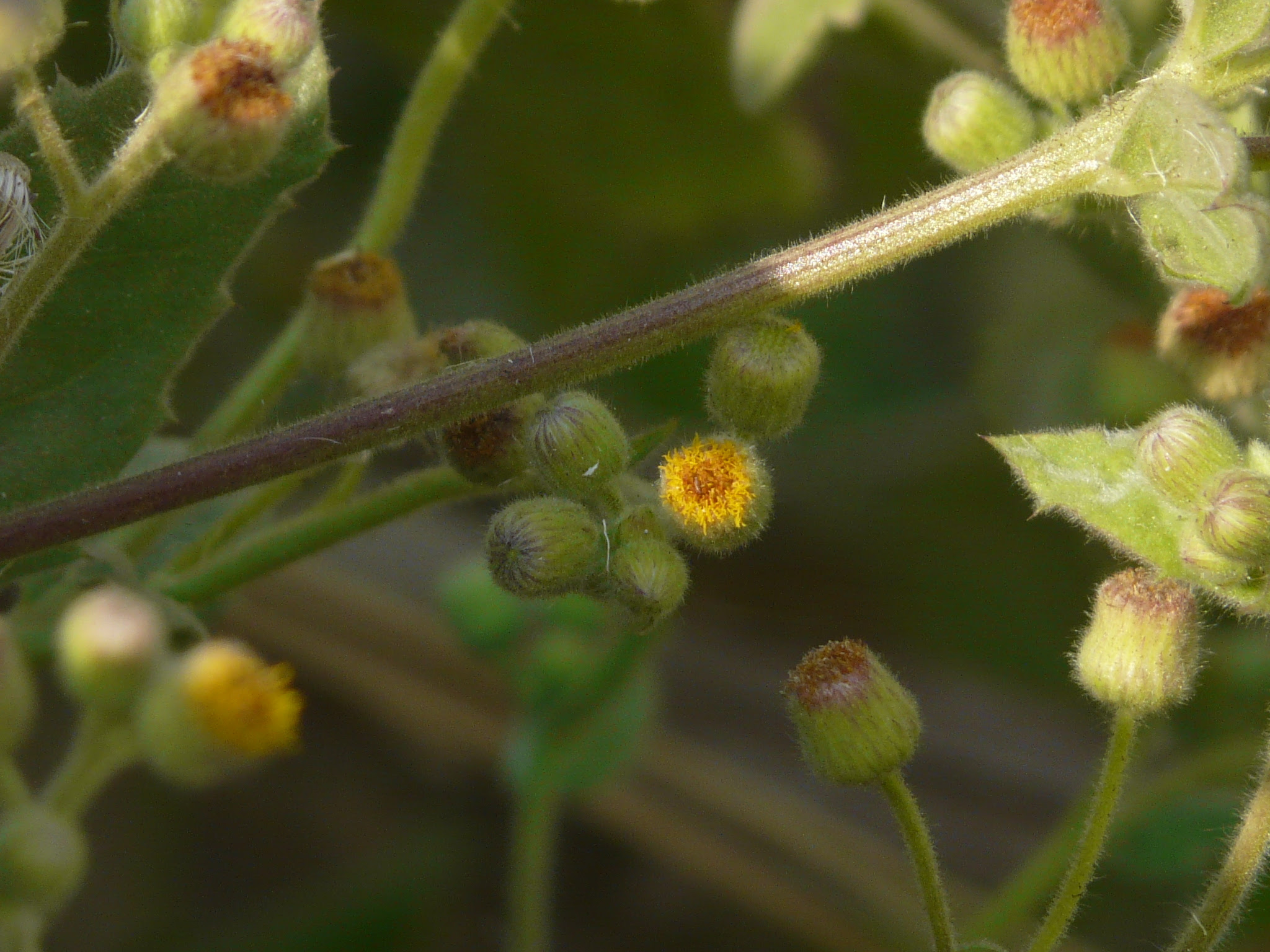 Blumea lacera (Burm.f.) DC. ... FOR VALIDATION