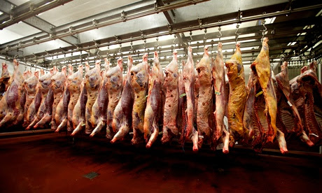 Cattle carcasses