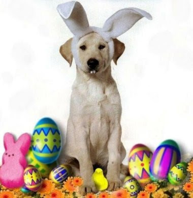 Easter-Dog