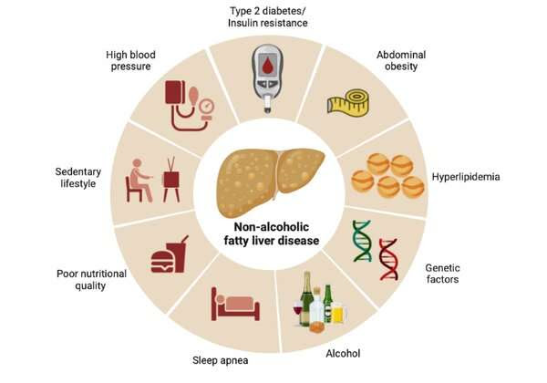 Uncovering the genetic causes of fatty liver disease — a growing health concern