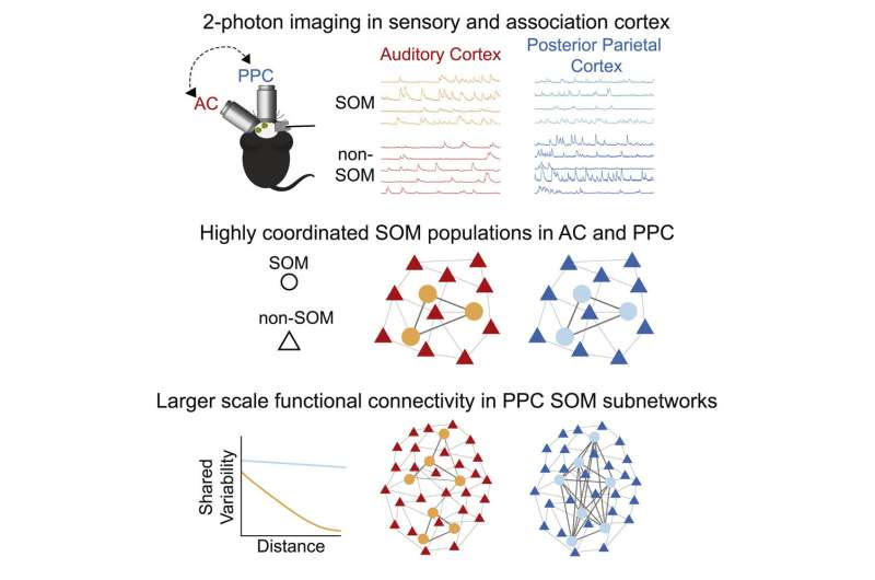 Somatostatin neurons cooperate in the cerebral cortex