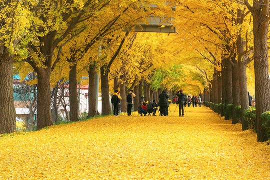 Những đường cây mùa thu đẹp nhất thế giới - Ảnh 1.