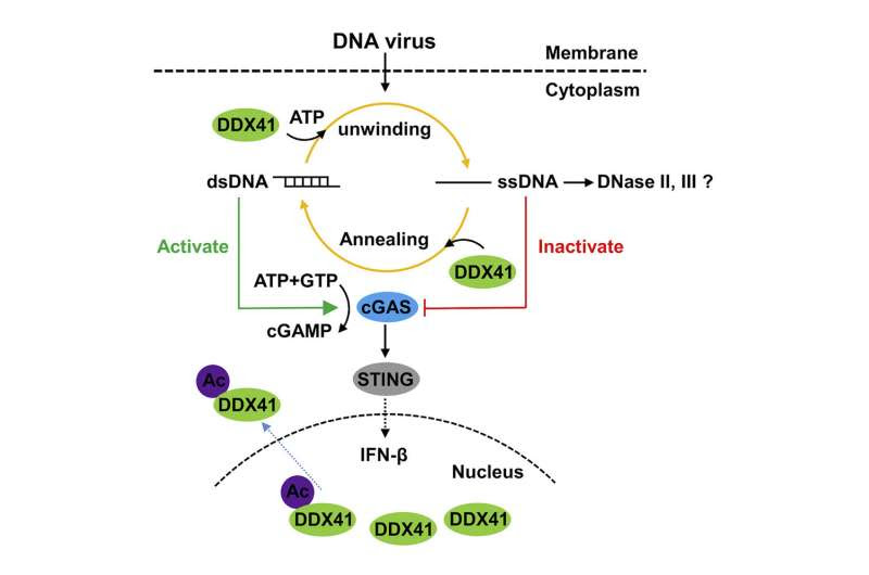 How a genetic mutation affects the body's immune system response to viruses, development of blood cancers