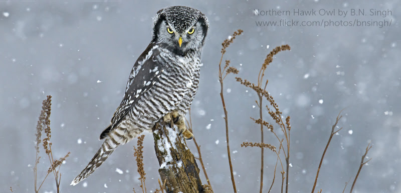 image of Northern Night Hawk by B. N. Singh, flickr