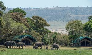 Недавний анализ незаконного оборота слонов и носорогов показал, что комплексная стратегия, направленная на сокращение спроса и предложения, дает хорошие результаты.