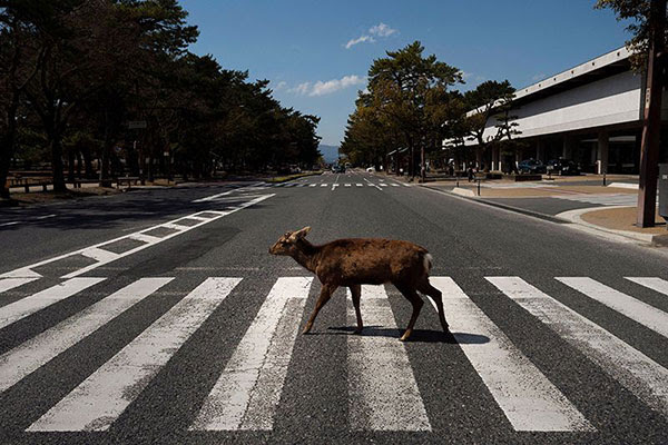 A lone deer crosses a deserted pedestrian crossing in Japan