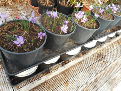 Mouse-proof Saffron growing in tubs on grow bag trays resting on upturned buckets sitting in water in grow bag trays - mice hate water!
