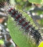Spongy moth caterpillar