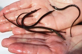 These northern pipefish were caught in the East River at Ferry Point in the Bronx. Photo by Chris Bowser