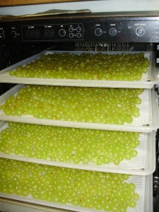 Grape 'Lakemont Seedless' - before dehydrating