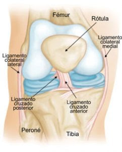 rodilla