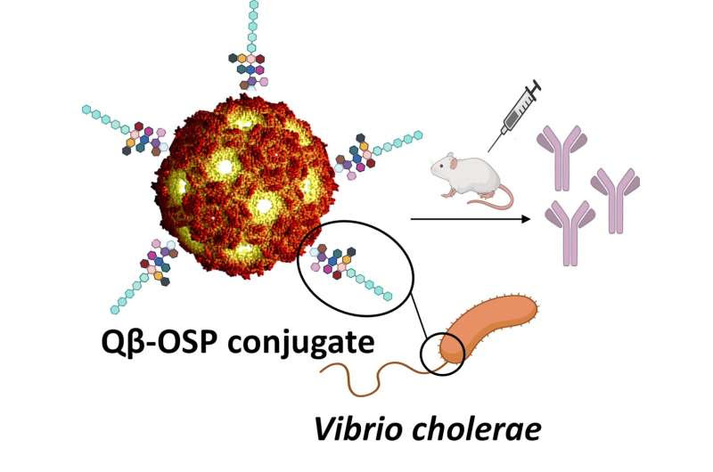 A potentially longer-lasting cholera vaccine