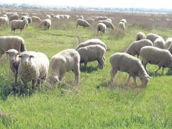 PROBATA KOPADI BOSKOTOPOS