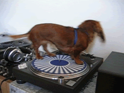 Dog-dachshund-spinning