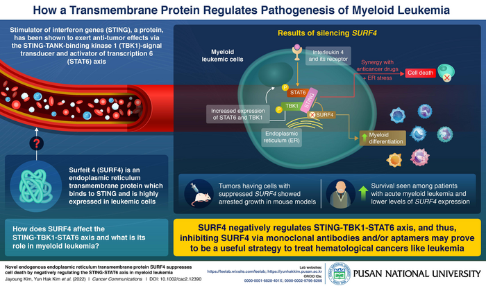 Inhibiting a protein, SURF4, may present an attractive strategy for leukemia therapy