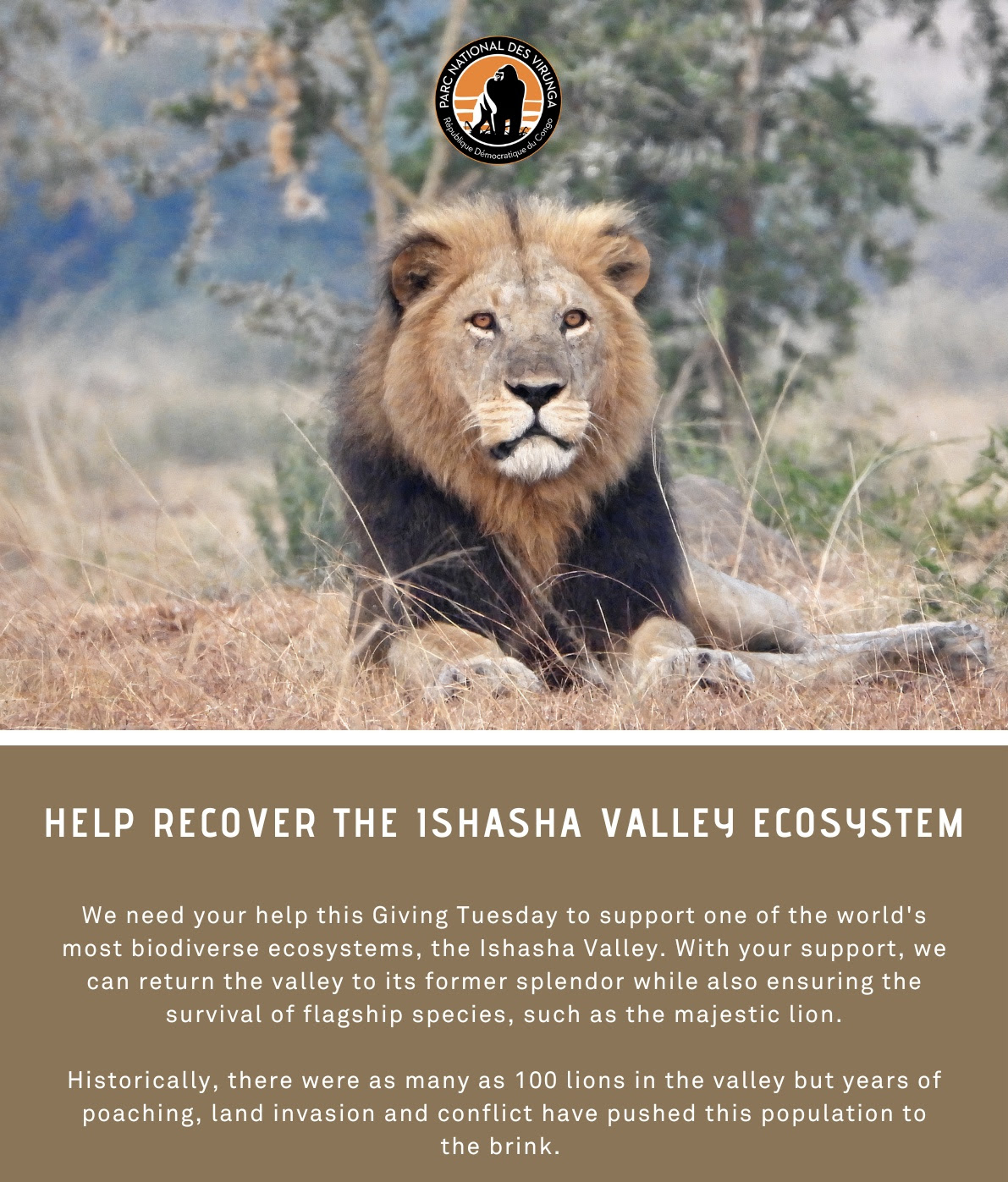 We need your help this Giving Tuesday to support one of the world's most biodiverse ecosystems, the Ishasha Valley. With your support, we can return the valley to its former splendor while also ensuring the survival of flagship species, such as the majestic lion.