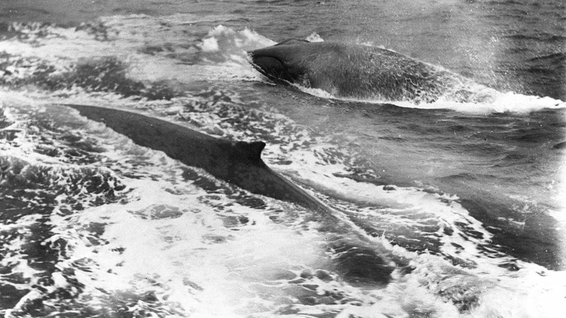Two whales breaching, in black and white