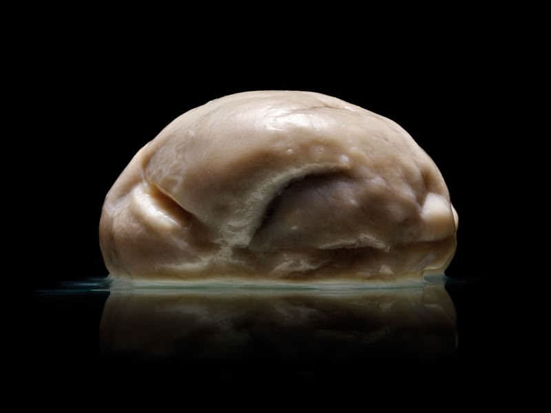 Image result for smooth koala brain