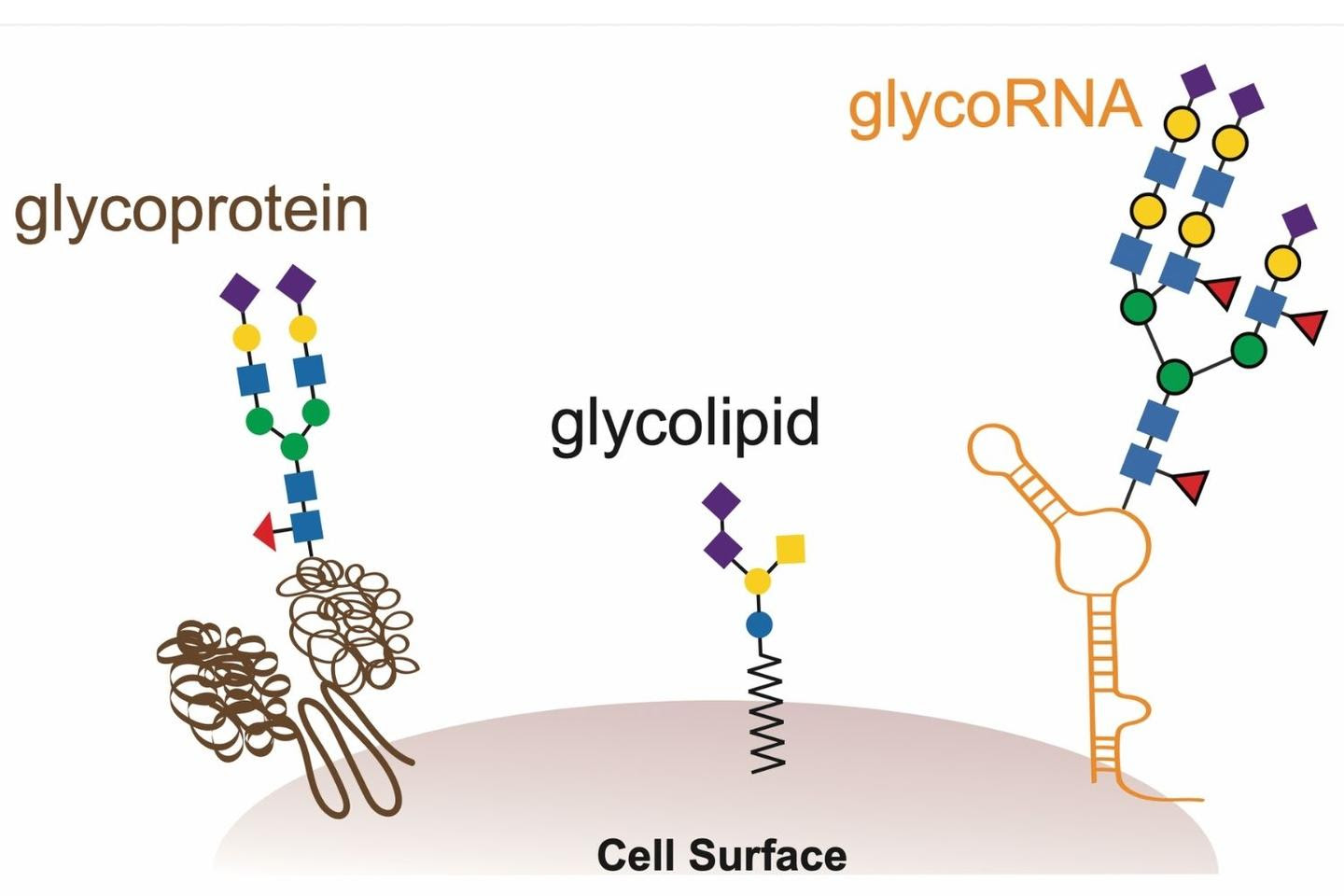 An illustration of the newly discovered biomolecules, glycoRNAs, along with the related glycoproteins and glycolipids