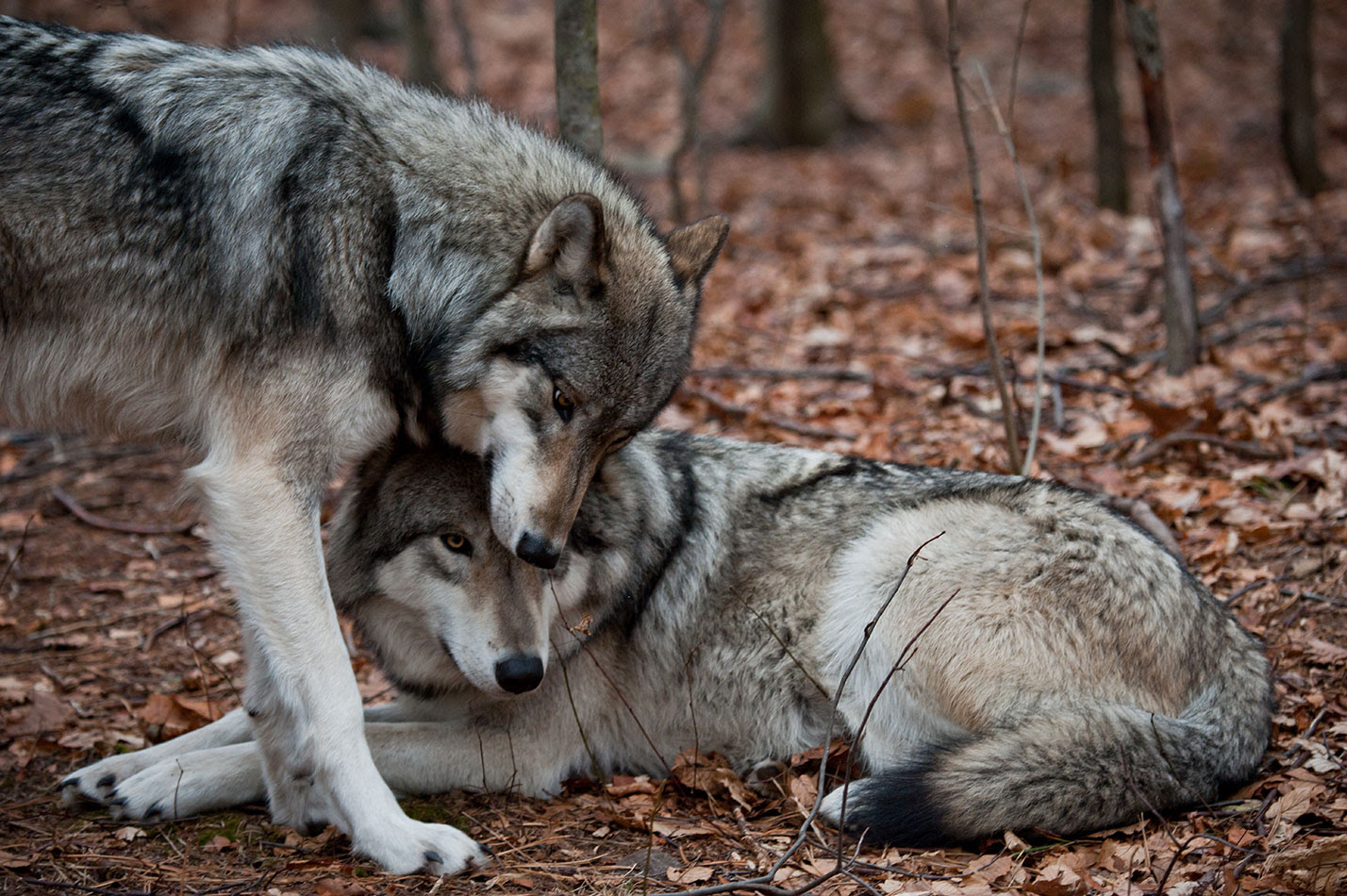 Two wolves 