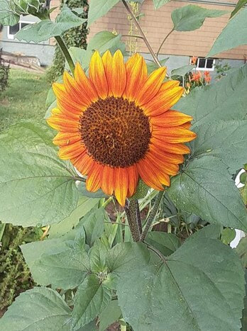 Sunflower-Orange