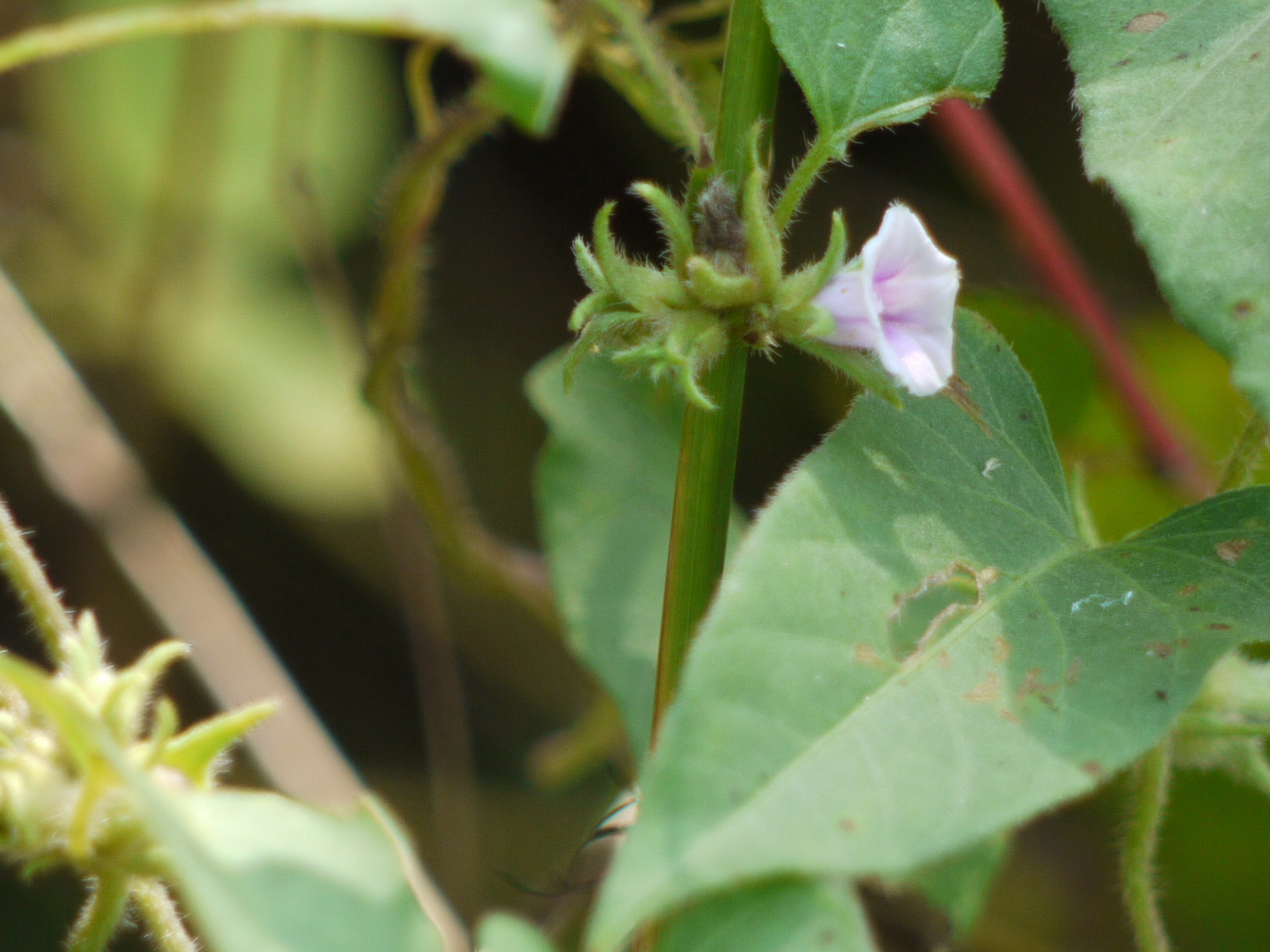 Ipomoea eriocarpa R.Br.