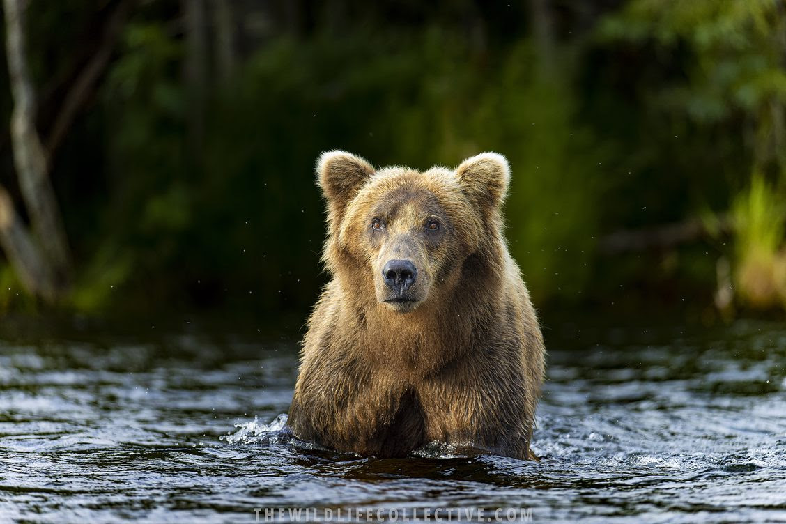 Bears Beyond Bears - The Wildlife Collective