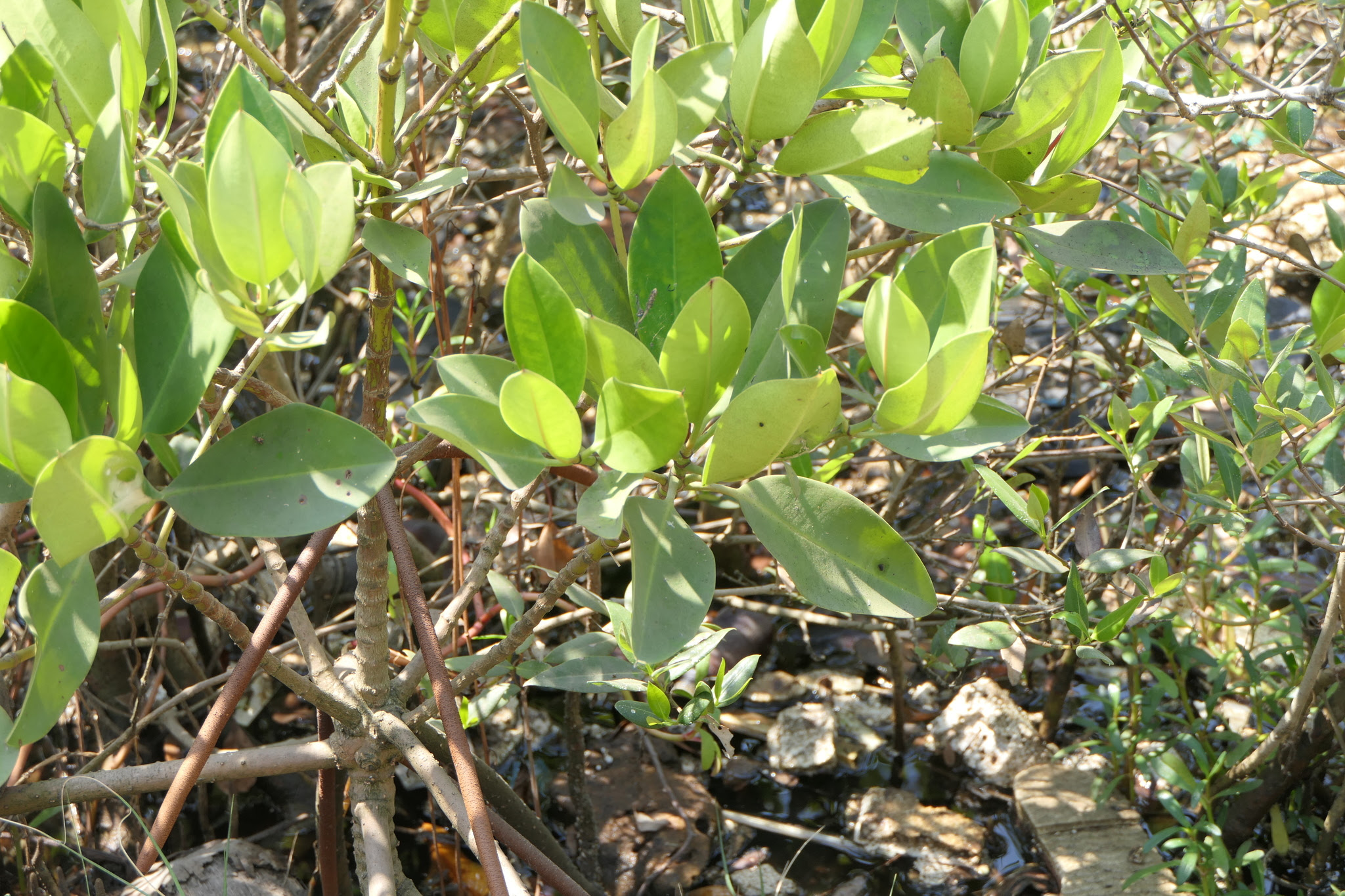 Rhizophora mucronata Poir.