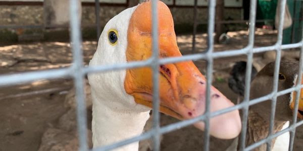 A duck looks out of a cage, where it awaits certain death.