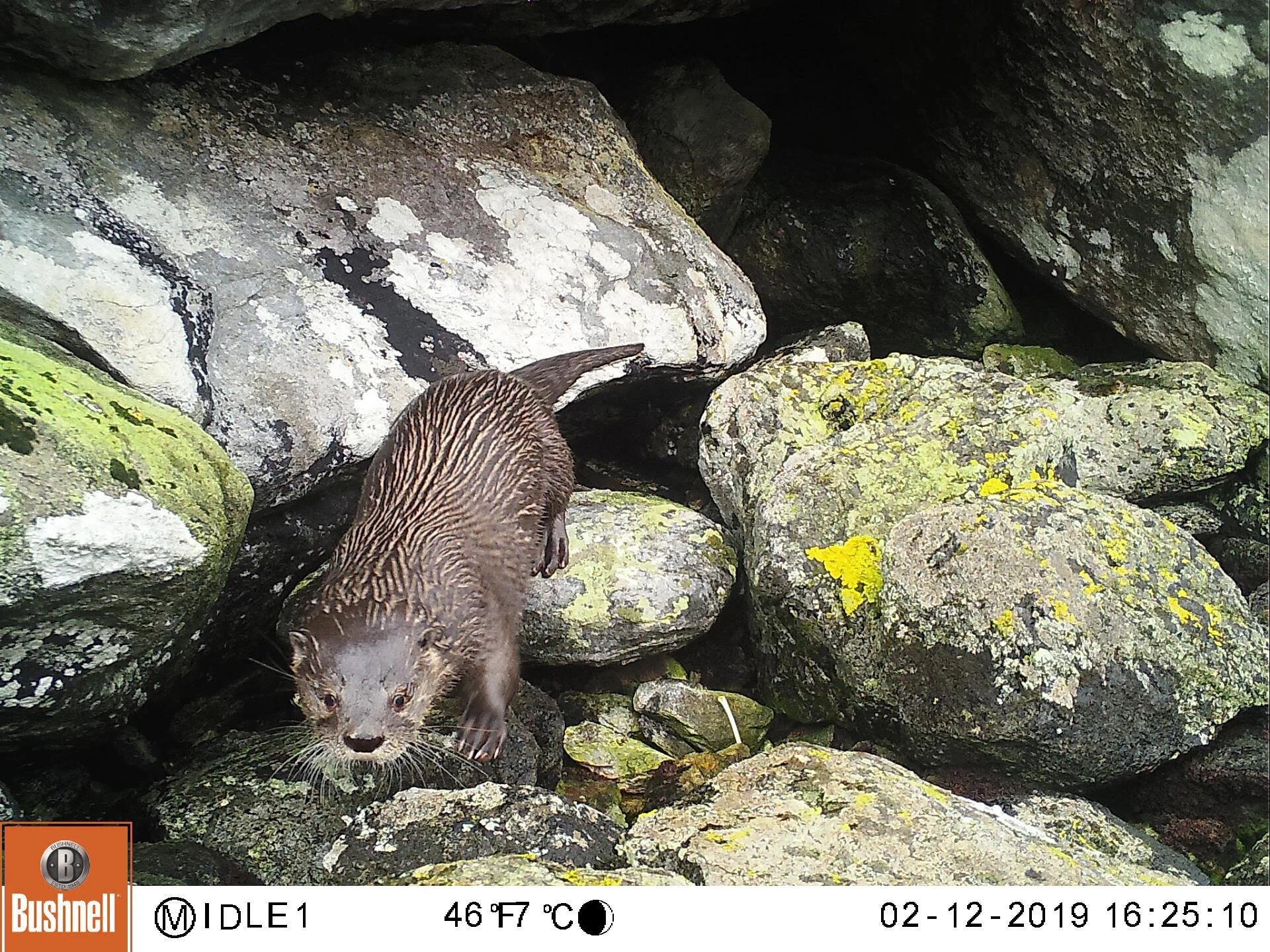 Una de las imágenes captadas por las "cámaras trampa" que permiten observar cómo actúa el huillín, especie en peligro crítico de extinción.