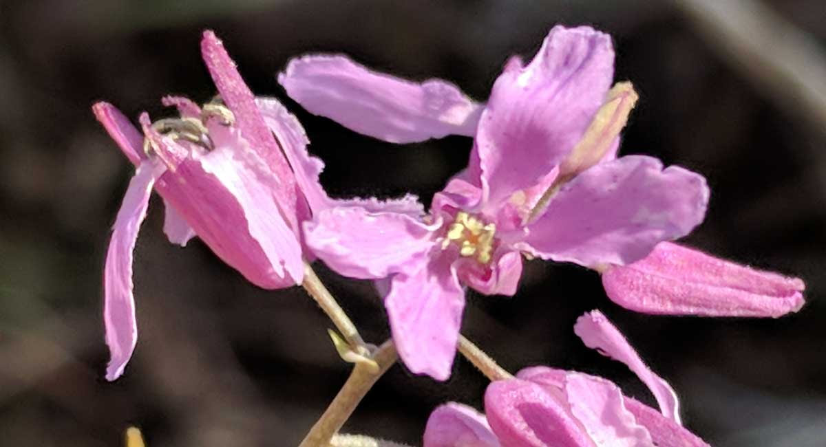 Bracted twistflower