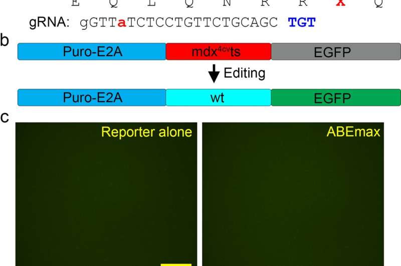 Novel gene editing in mice shows promise in treating Duchenne muscular dystrophy