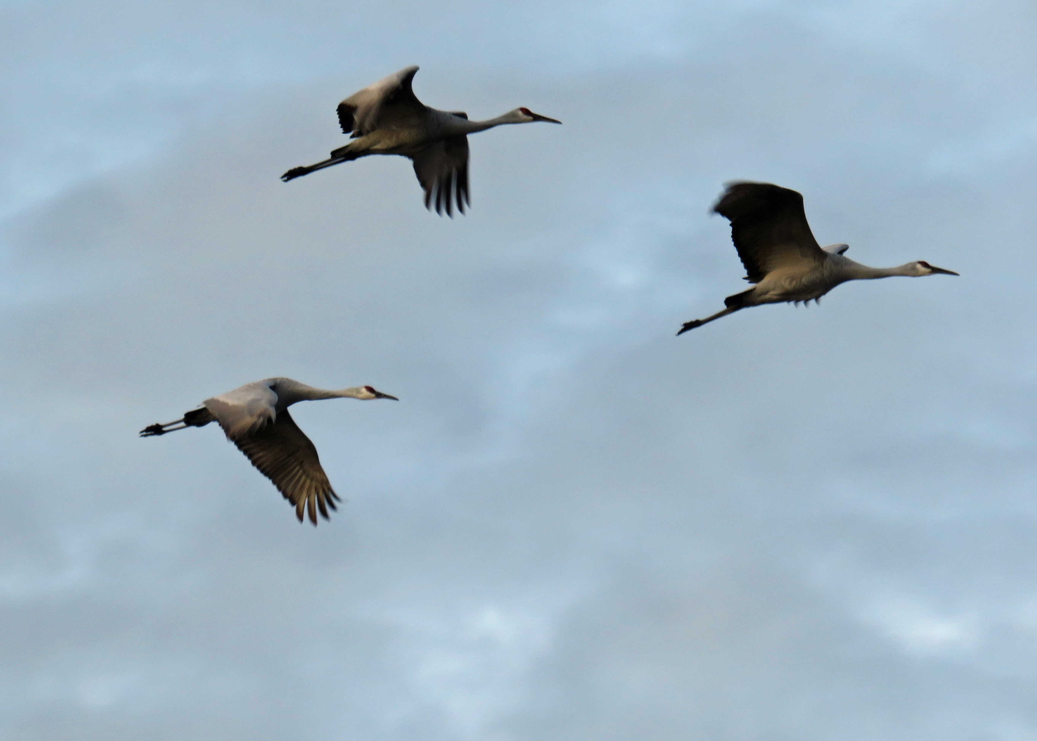 Sandhill Cranes