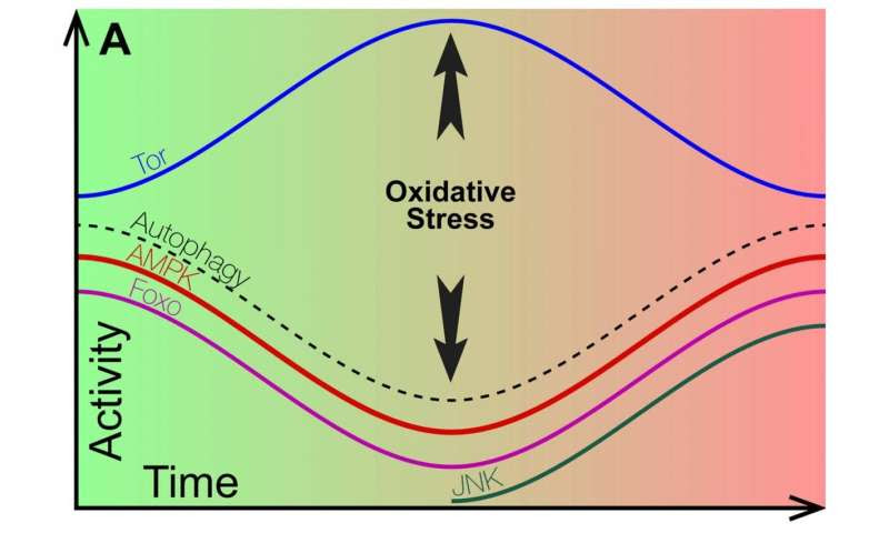 Study: Early, late stages of degenerative diseases are distinct