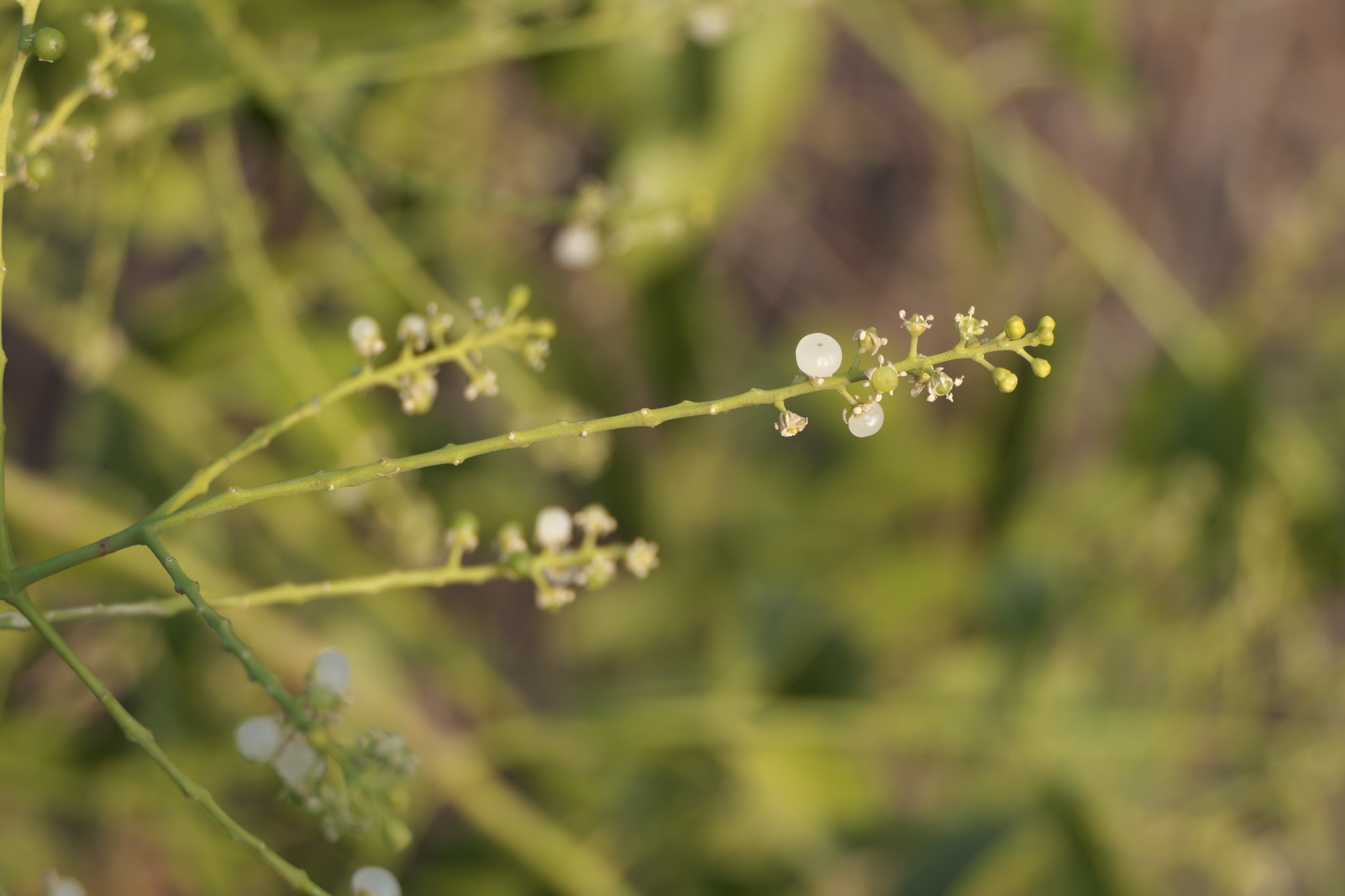 Salvadora persica L.