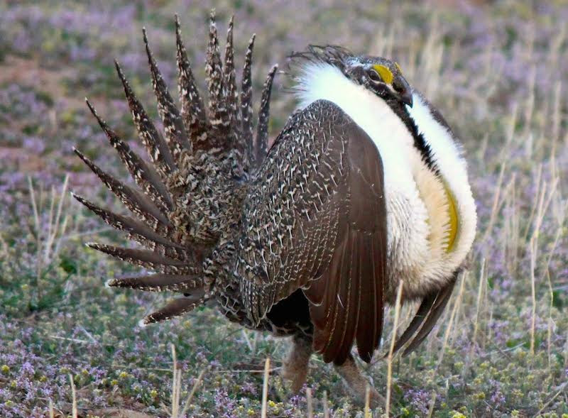 Greater sage grouse pc Bethany Cotton