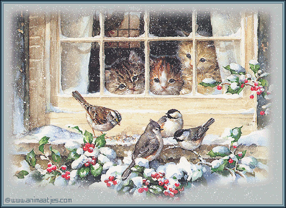 Birds-Cats-window